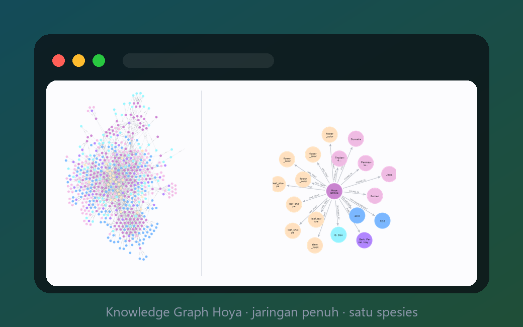 Visualisasi knowledge graph Hoya: jaringan penuh dan relasi satu spesies